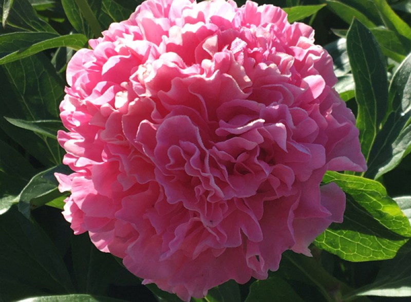 Carnation_fokep8